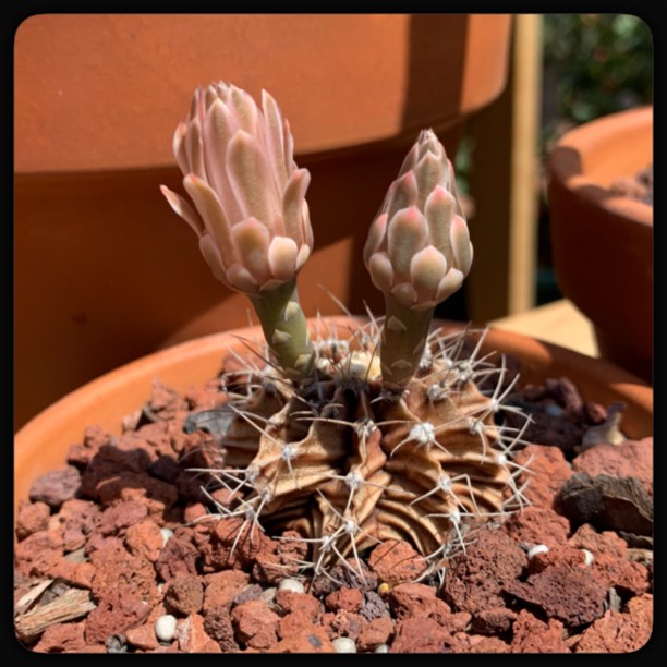 Plant image Gymnocalycium mihanovichii