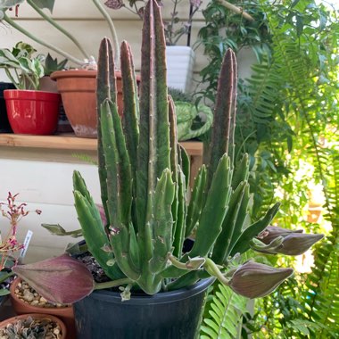 Stapelia Leendertziae X Stapelia Grandiflora