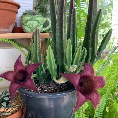 Stapelia Leendertziae X Stapelia Grandiflora