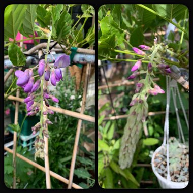 Wisteria sinensis