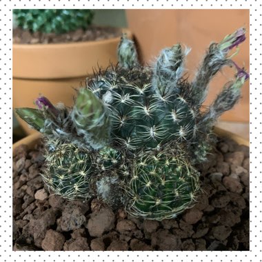 Echinopsis tiegeliana syn. Lobivia tiegeliana var. peclardiana