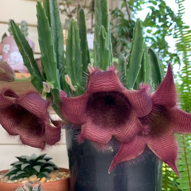 Stapelia Leendertziae X Stapelia Grandiflora