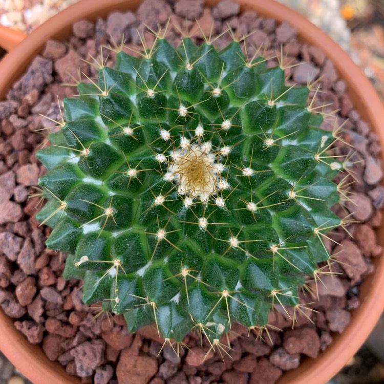 Plant image Mammillaria Marksiana