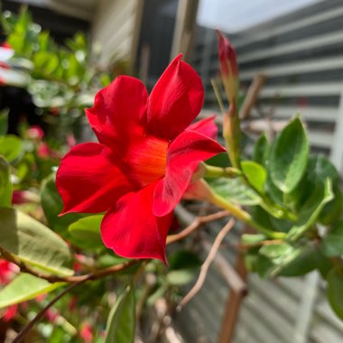 Mandevilla 'Sunparabeni' syn. Mandevilla 'Sun Parasol Dark Red', Mandevilla 'Sundaville Dark Red'