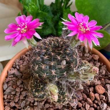 Echinopsis tiegeliana syn. Lobivia tiegeliana var. peclardiana