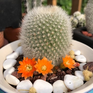 Rebutia fiebrigii 'Muscula' syn. Rebutia muscula