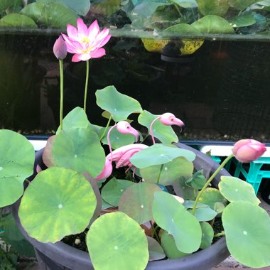 Nelumbo nucifera