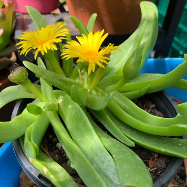 Glottiphyllum Longum