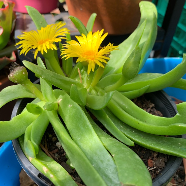 Plant image Glottiphyllum Longum