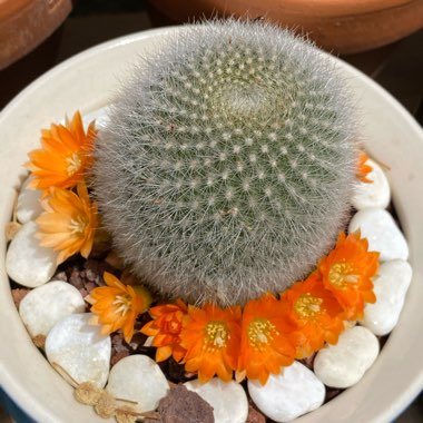 Rebutia fiebrigii 'Muscula' syn. Rebutia muscula