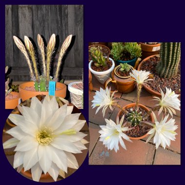 Echinopsis subdenudata syn. Echinopsis denudata