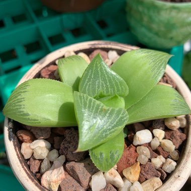 Haworthia retusa 'Atlas Giant'