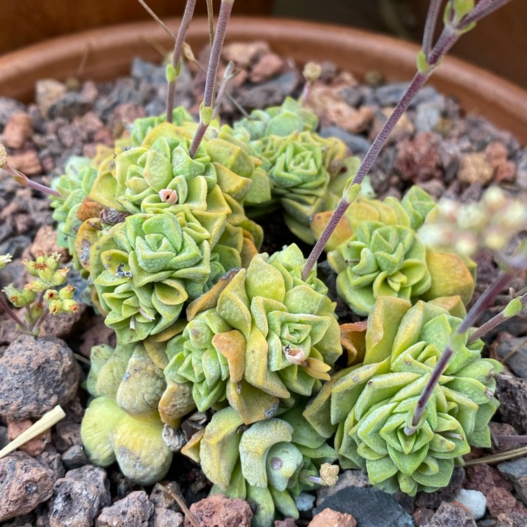 Plant image Crassula 'Dorothy'