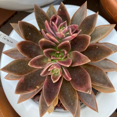 Echeveria Serrana