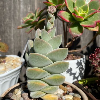 Crassula 'Moonglow'