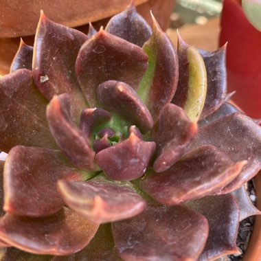 Echeveria Black Prince