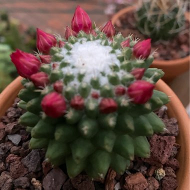 Mammillaria polythele 'Toluca' syn. Mammillaria vagaspina var. toluca