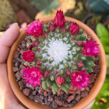 Mammillaria polythele 'Toluca' syn. Mammillaria vagaspina var. toluca