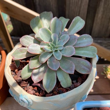 Echeveria Fantastic Fountain