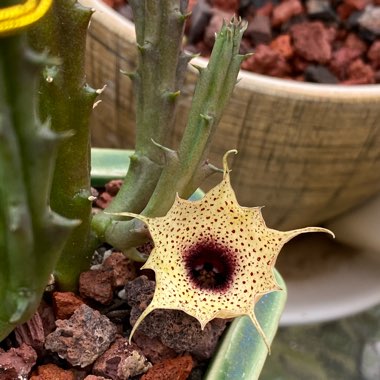 Huernia oculata syn. Huernia rogersii