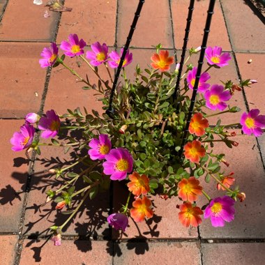 Portulaca oleracea 'Sun Jewels'