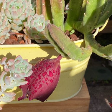 Stapelia Leendertziae X Stapelia Grandiflora