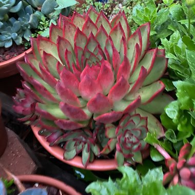 Echeveria Benimusume