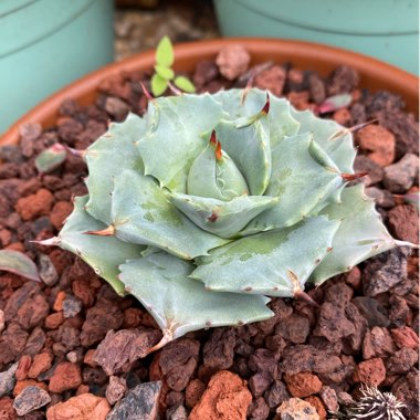 Agave Potatorum f. Minima