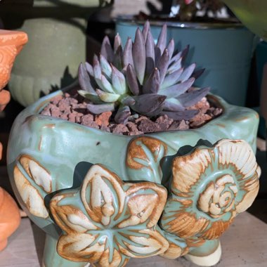 Echeveria Unguiculata