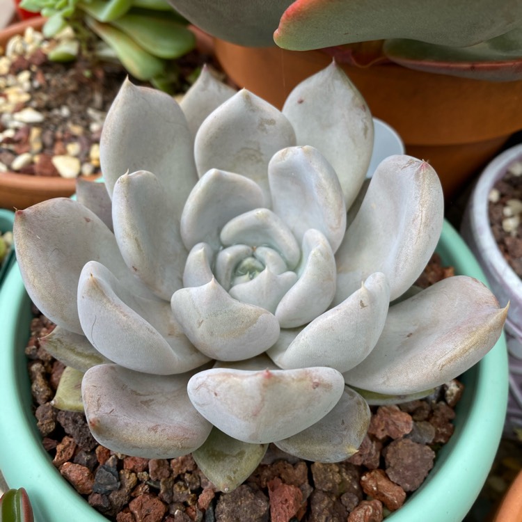 Plant image Echeveria Beverley