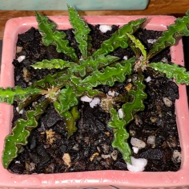 Euphorbia decaryi var. capsaintemariensis