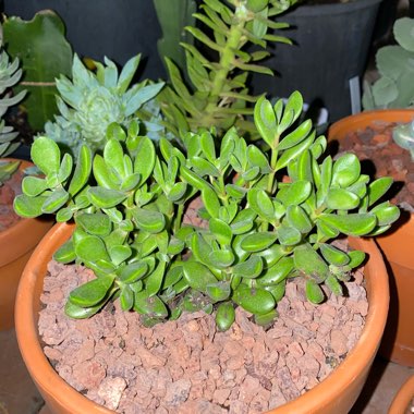 Crassula brevifolia