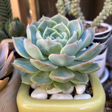 Echeveria Elegans x Violet Queen