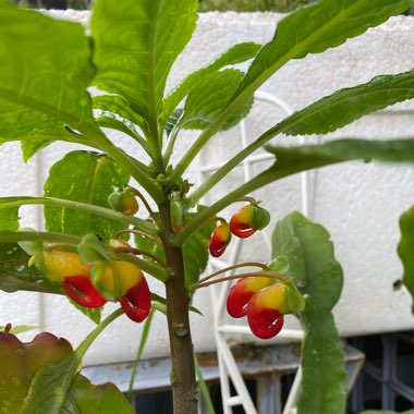 Impatiens niamniamensis