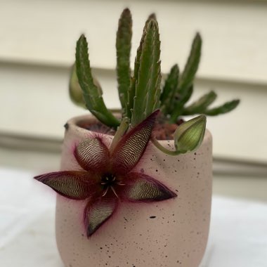 Stapelia gettleffii