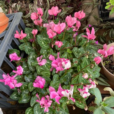 Cyclamen