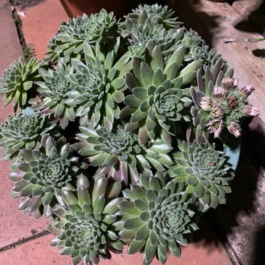 Sempervivum Pink Puff