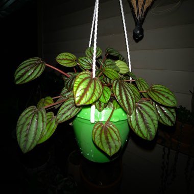 Peperomia 'Piccolo Banda'