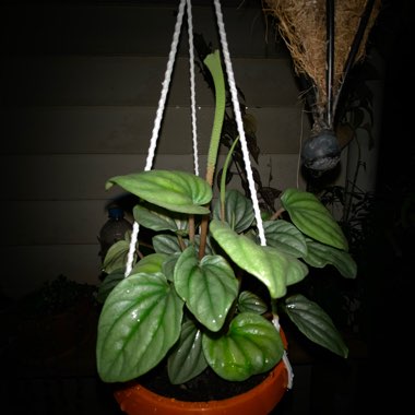 Peperomia 'Moonlight'