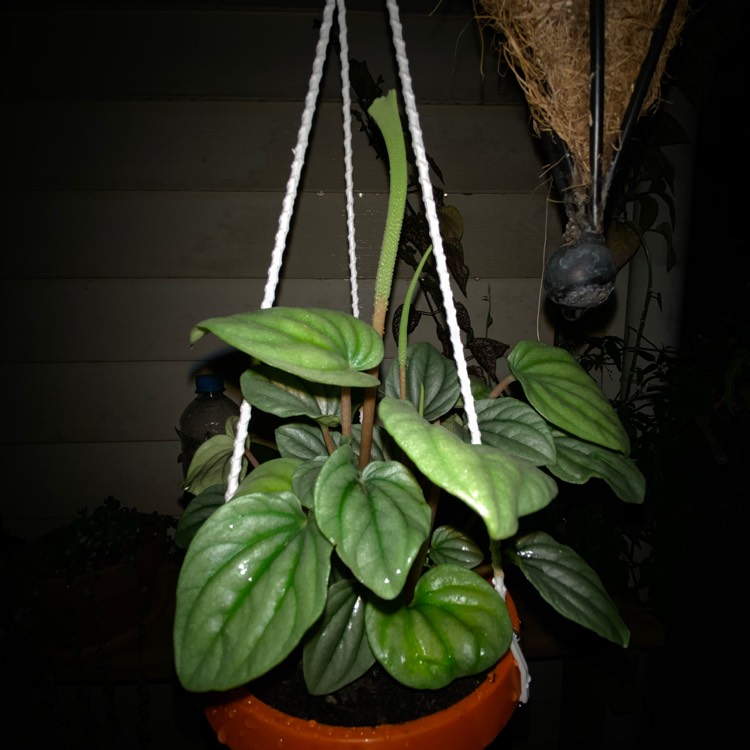 Plant image Peperomia 'Moonlight'