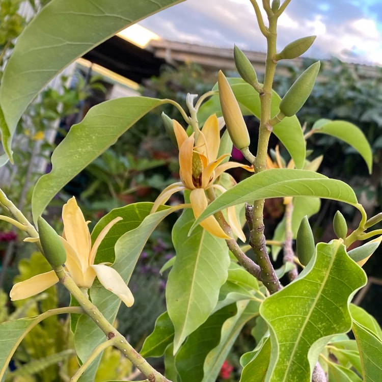 Plant image Magnolia champaca