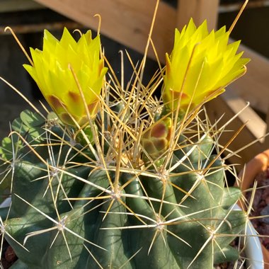 Ferocactus wislizeni