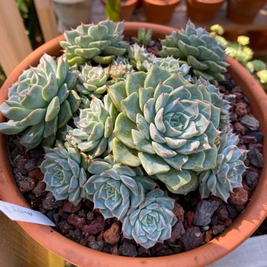 Echeveria Halbingeri