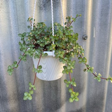 Pilea Glauca 'Silver Sprinkles' syn. Pilea libanensis 'Silver Sprinkles'