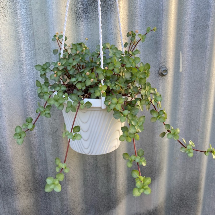 Plant image Pilea Glauca 'Silver Sprinkles' syn. Pilea libanensis 'Silver Sprinkles'