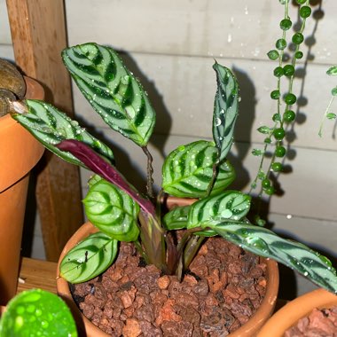 Goeppertia zebrina syn. Calathea zebrina