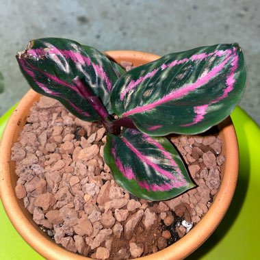 Calathea roseopicta 'Dottie'