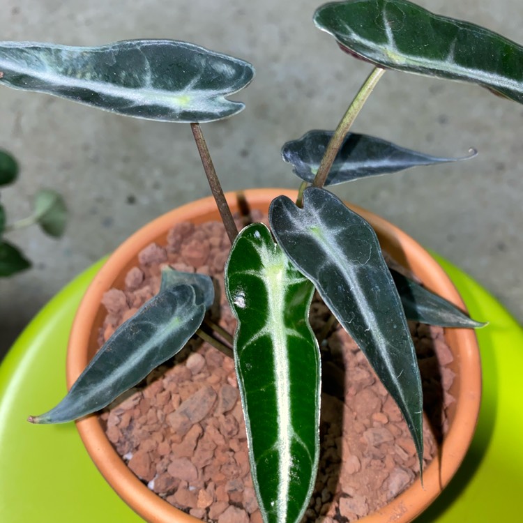 Plant image Alocasia 'Bambino Arrow' (Bambino Series)