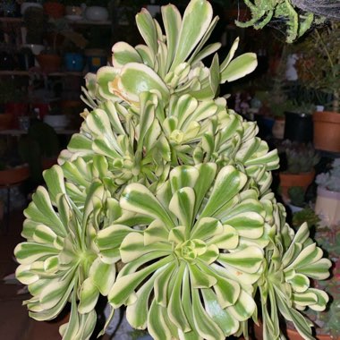 Aeonium Arboreum Albovariegatum