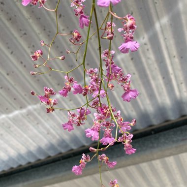 Oncidium Orchid